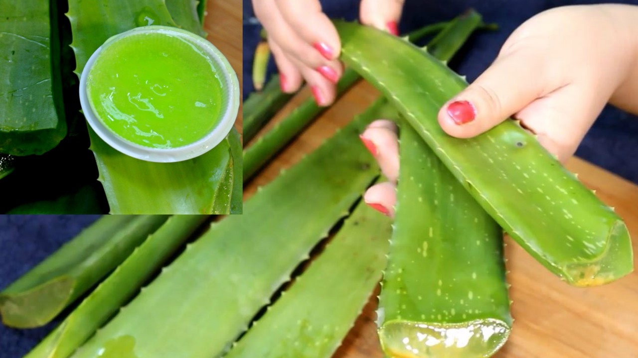 How To Make Patanjali Aloe Vera Gel At Home By Simple Beauty Secrets –  पतंजलि एलोवेरा जेल बनाने की विधि - CookeryShow.com