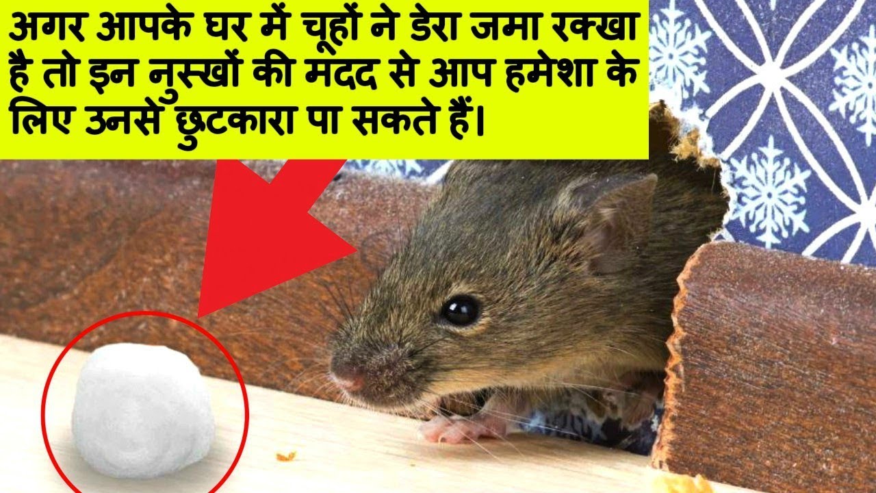 How To Get Rid of Rats Keep Rats Away