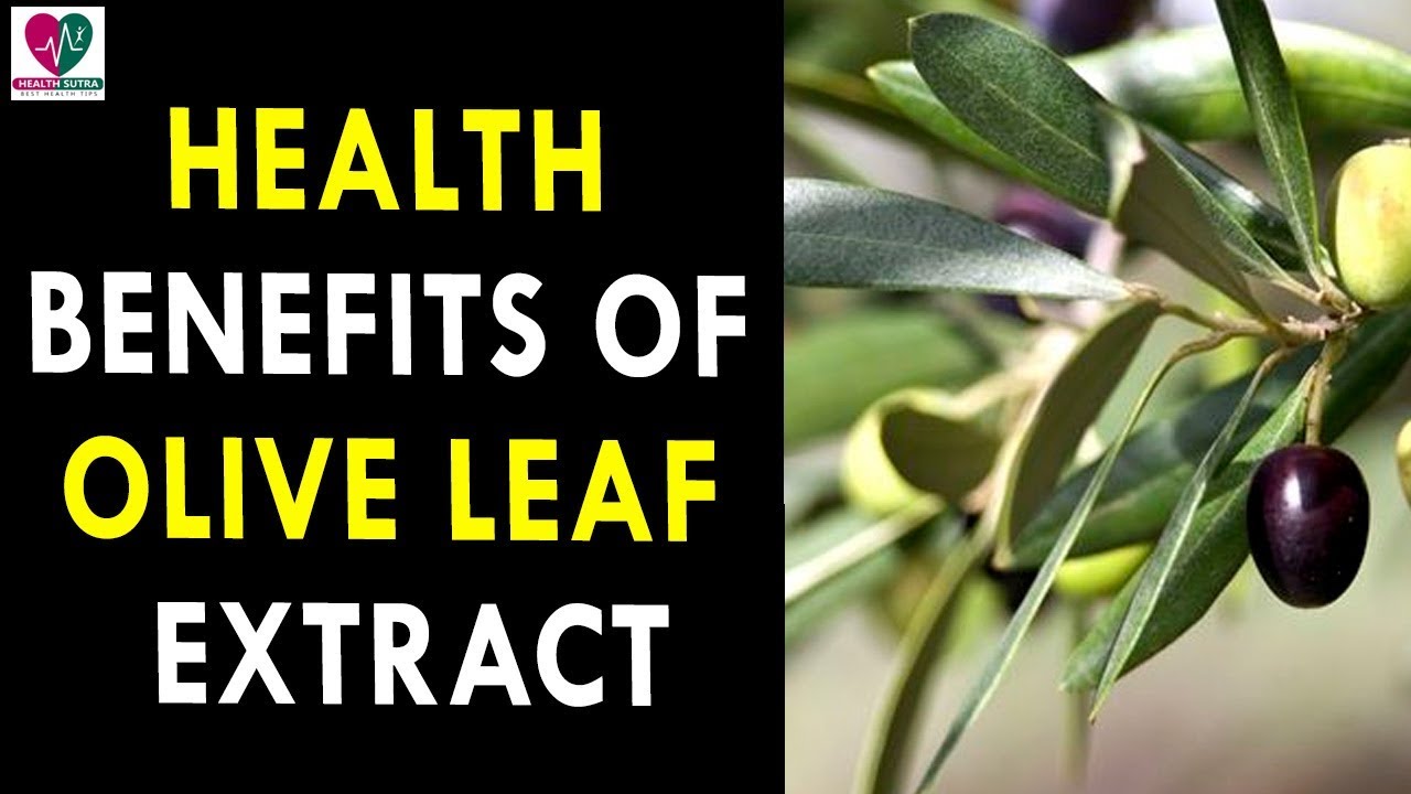 Health Benefits Of Olive Leaf Extract Health Sutra Best Health Tips 6057