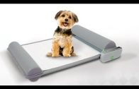 Top 5 Gadgets your Pet Must Have – 8