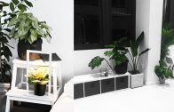 My Favourite Indoor Plants +TIPS – Rachel Aust