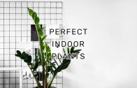 7 EASY Steps To Find Your Perfect Indoor Plants