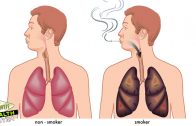 Top 10 Foods That Flush Nicotine Out of The Body – Health Tips
