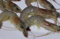 How to clean prawns quickly – Clean Seafood – CookeryShow