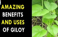 Amazing Health Benefits And Uses Of Giloy – Health Sutra – Best Health Tips